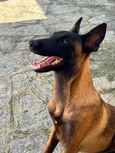 Pastor Belga Malinois