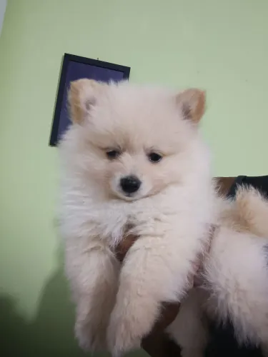 Lulu da Pomerânia