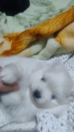 Spitz Alemão 
