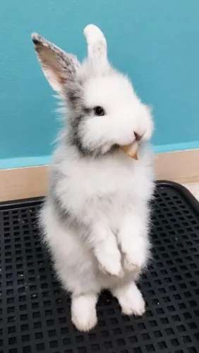 Coelhinha docil para doacao