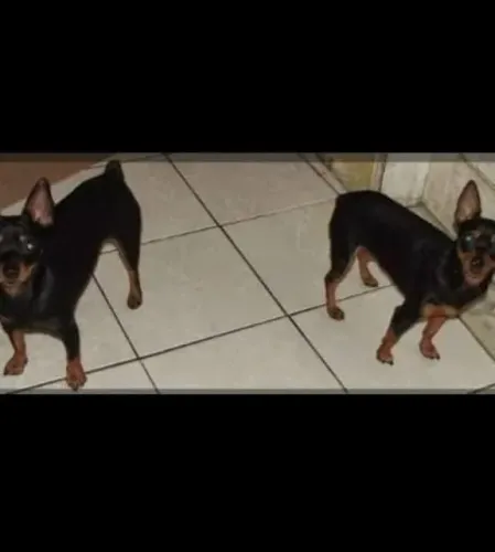 Vendo um casal de pinscher