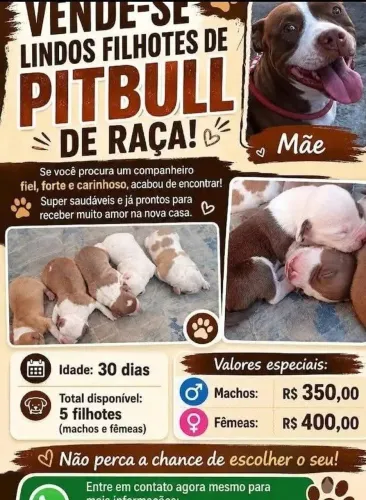 Filhotes de Pitbull 2 filhotes machos disponível