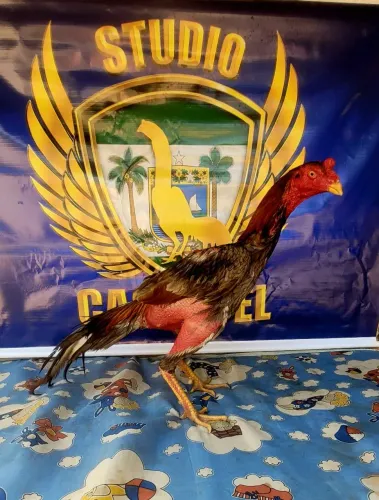 Frangos e frangas de genética de qualidade
