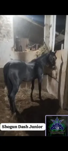 Vendo potro quarto de milha filho de garanhão