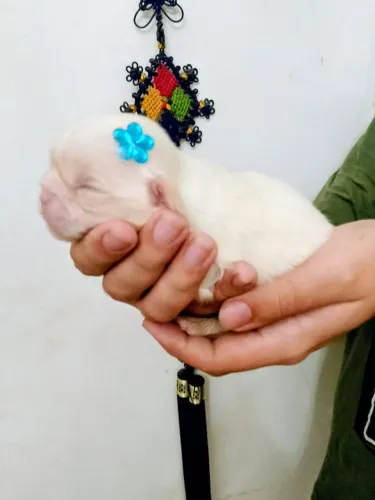 Lindos bbs Shi Tzu albinos raridade criados com ?