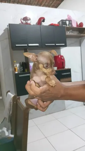 Pinscher