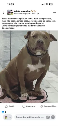 Doa se pitbull 