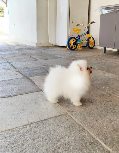 Spitz anão - charmosinha a pronta entrega fêmea