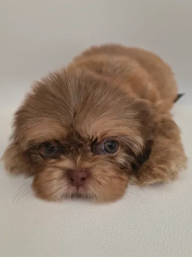 Shih Tzu *MACHINHO*