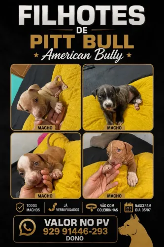 American bullying 41 dias barato