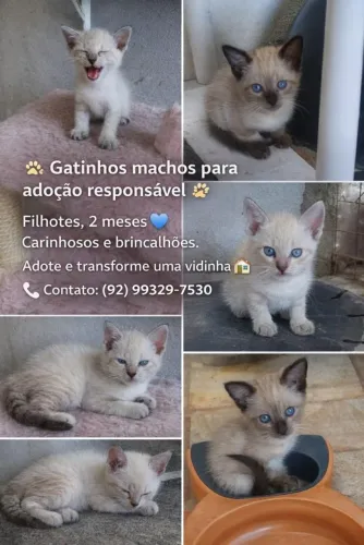 Gatinhos para adoção