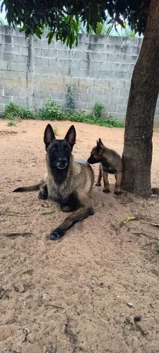 Filhotes de pastor belga malinois últimos exemplares 