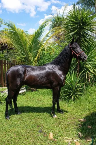 Cavalo Mangalarga