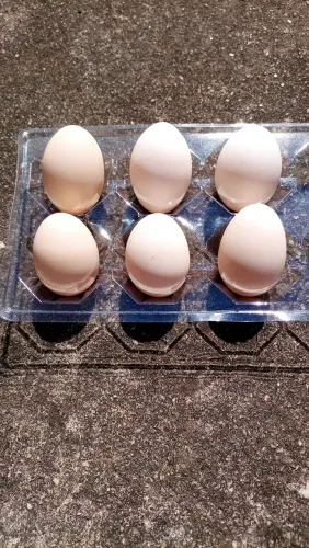 Ovos de garnisé anão