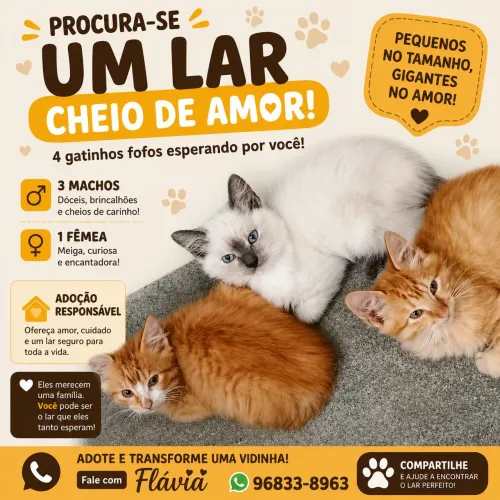 Gatinhos para adoção 