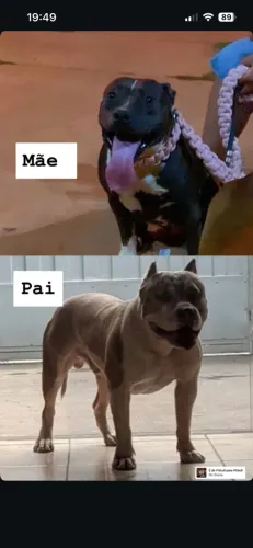 Pitbull