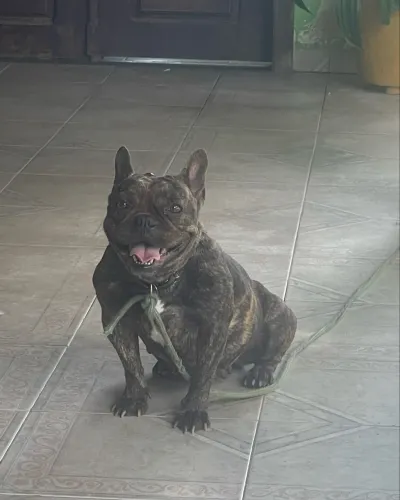 Procuro bulldog francês macho