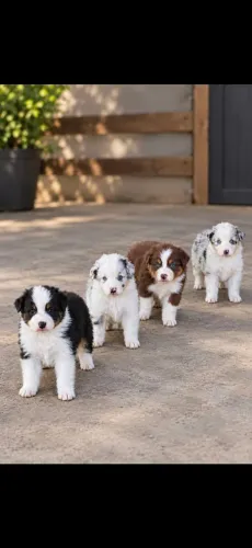 Filhote de Australian Shepherd