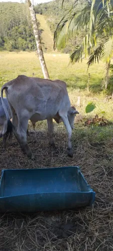 Vendo novilha de 2 anos e novilho de 1 ano e meio