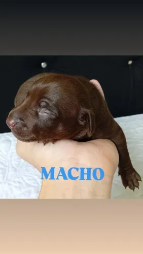 Pinscher fêmea e macho chocolate 