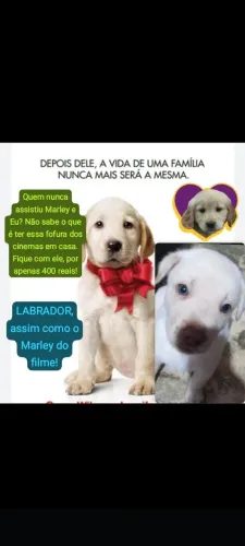 LABRADOR DO AMOR