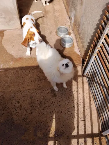 Fêmea de Spitz alemao