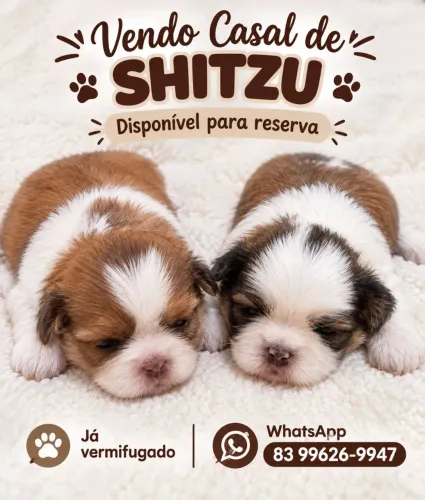 Casal de shitzu no precinho