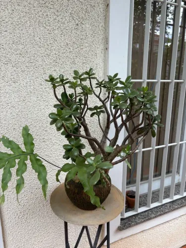 Planta Jade Bonsai