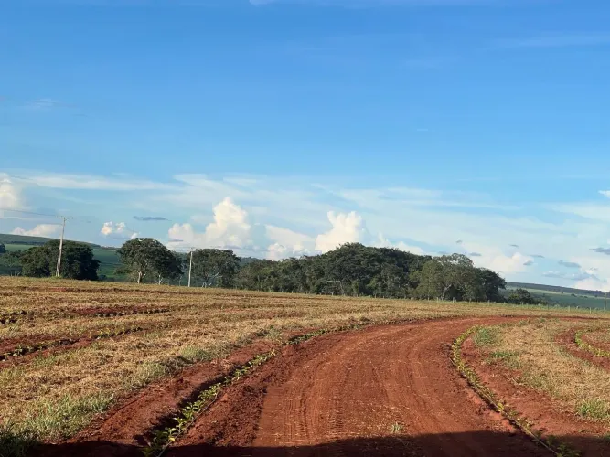 Fazenda de café próximo Uberlândia 