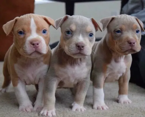 filhotes de Pitbull tricolor 