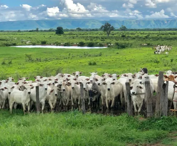 Fazenda em Flores de Goiás, 11.800 hectare ou 2.438 alqueire Goiano R$: 380 milhões.