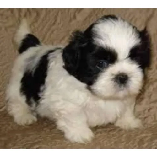 Shih Tzu fêmeas e machinhos a pronta entrega 