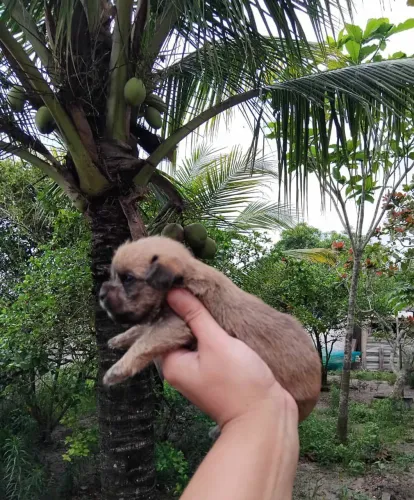 Shitzu MACHO  linhagem totalmente pura Entrega 25/11
