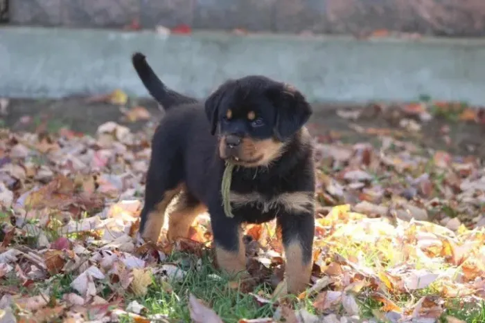 Filhotes de Rottweiler | Pequenos e muito carinhosos!