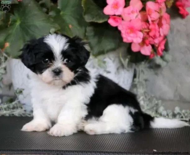 ?Seu companheirinho perfeito chegou ? Shih Tzu disponível!? ?