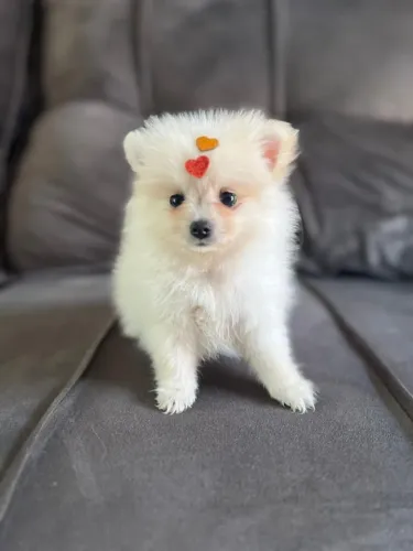 Filhote disponível Lulu da Pomerânia 