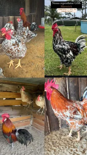 Galinhas e ovos galados