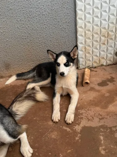 Husky siberiano Fêmea