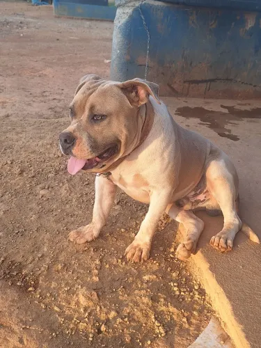 Venda america bully 