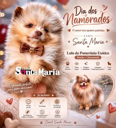 filhotes importados lulu da pomerania micro anao spitz alemao ursinho  macho femea