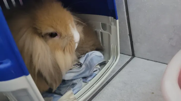 Mini Coelho Lop (raça Fuzzy Lop) e Mini Lion