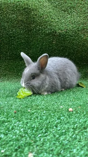 Mini Coelho Netherland Dwarf - Filhotes Disponíveis