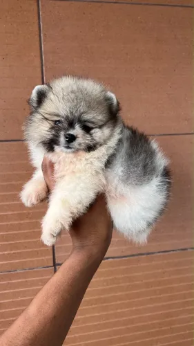 FILHOTE FÊMEA LULU DA POMERÂNIA MINI
