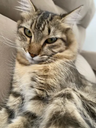Gatinhos para doação