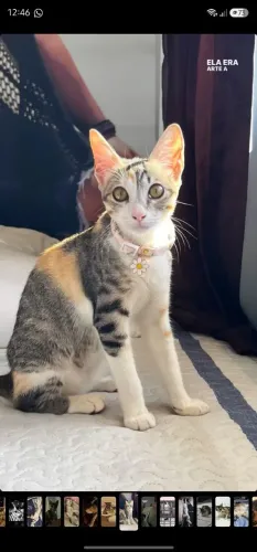 Gata fêmea 8 meses 