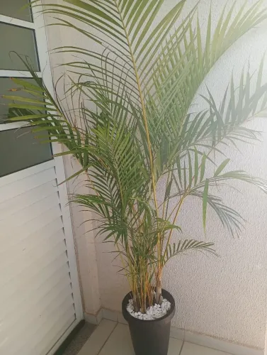 Vendo plantas ornamentais 