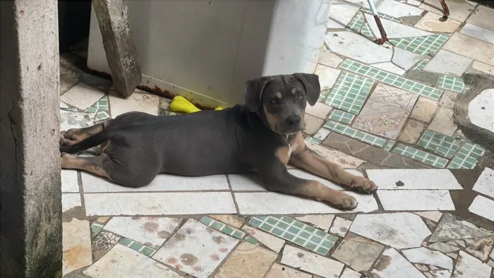 Pet