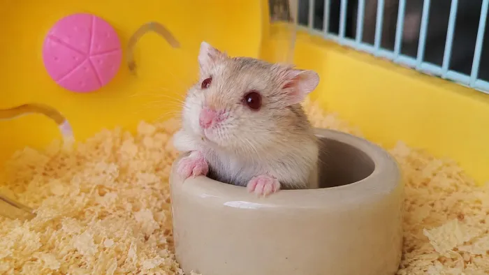Hamster anão russo