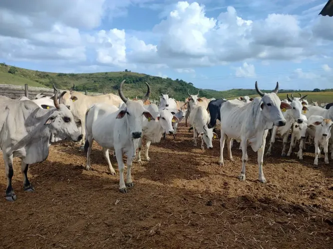 VENDO FAZENDA EM VITÓRIA DE SANTO ANTÃO 284 HECTARES