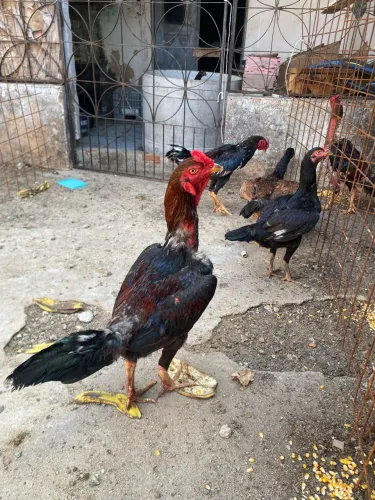Galo de raça